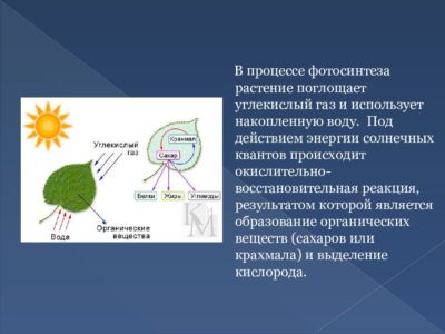 Как магний помогает растениям в процессе фотосинтеза?