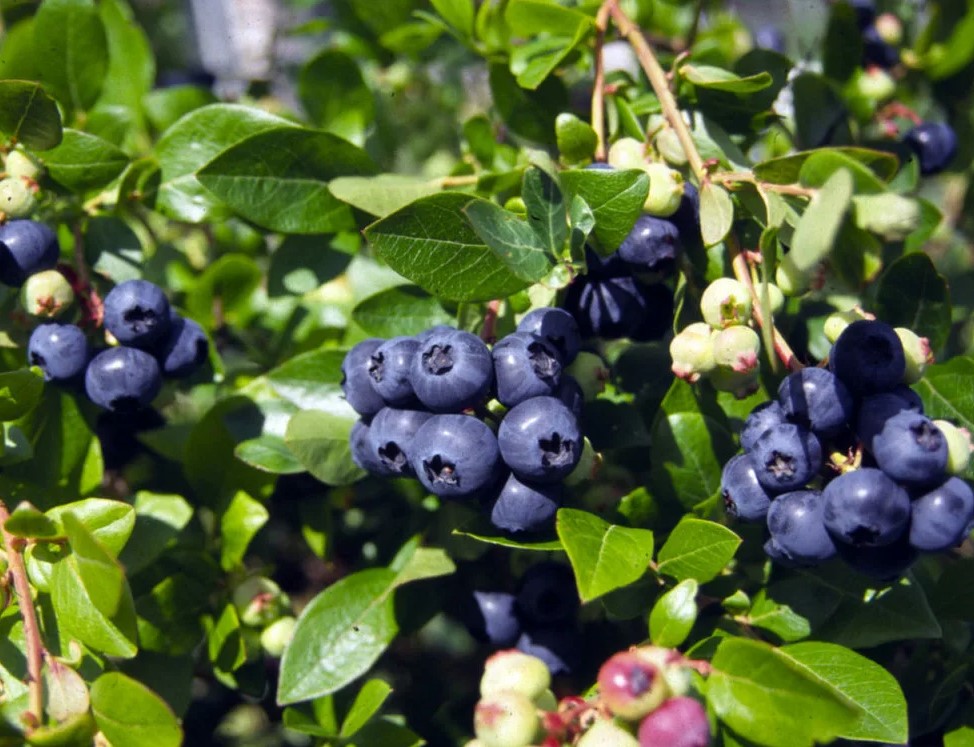 Как микроудобрения помогают улучшить качество плодов и ягод