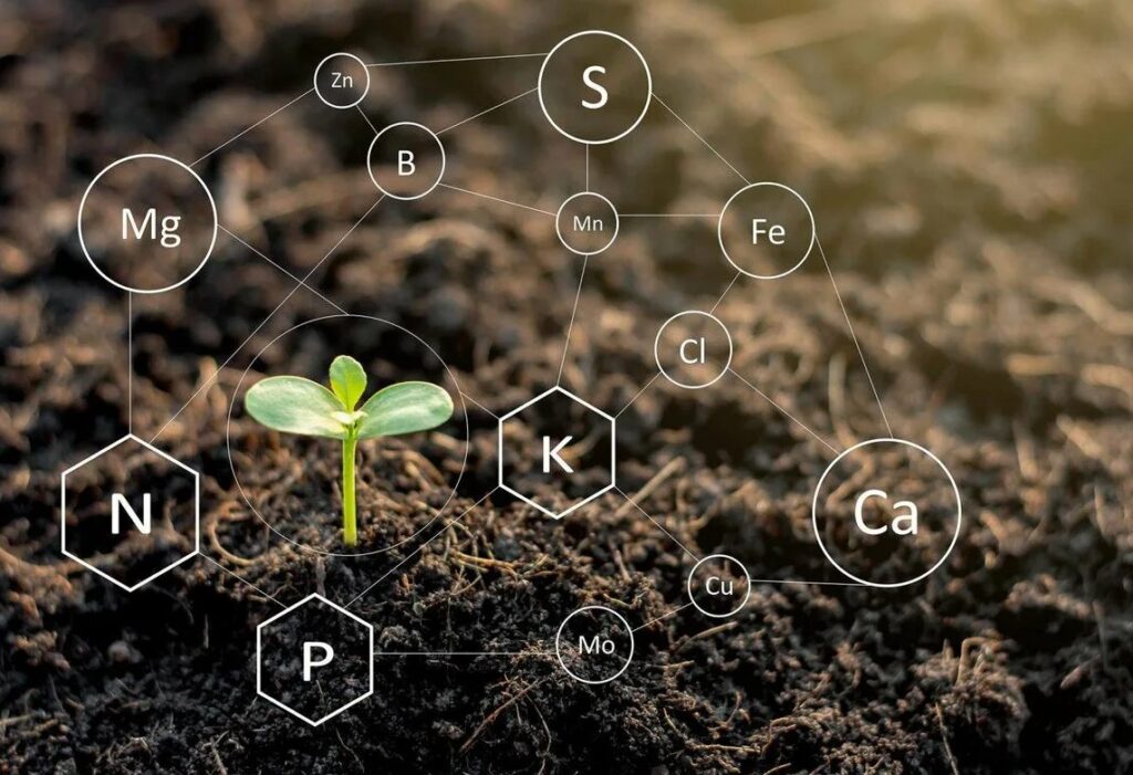 Как моноаммонийфосфат улучшает доступность фосфора для растений