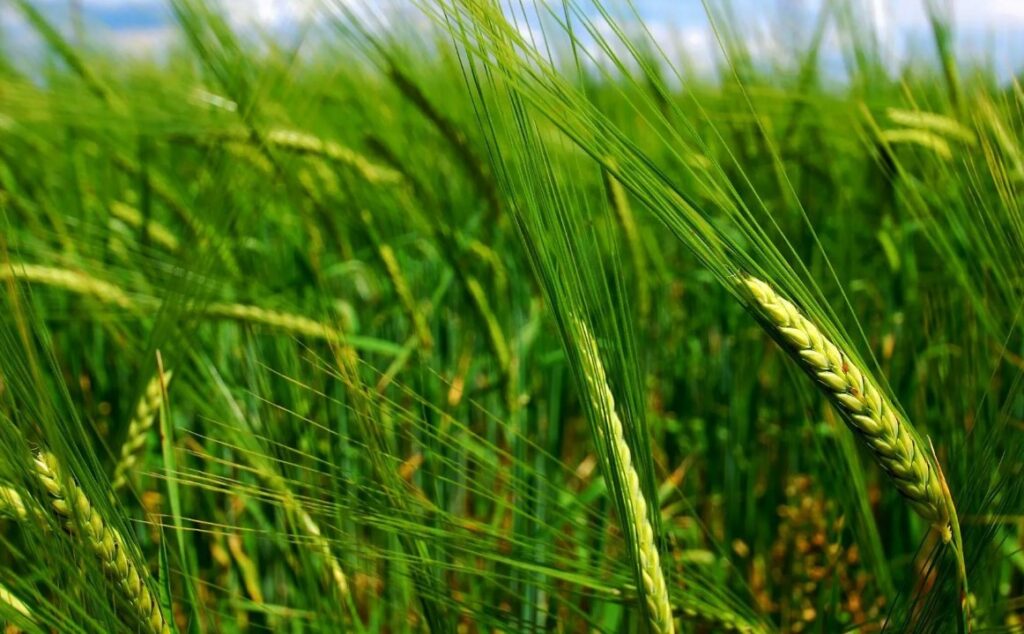 Как моноаммонийфосфат влияет на повышение урожайности сельскохозяйственных культур