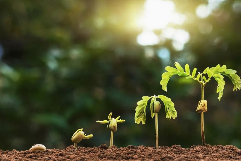 Как монофосфат калия помогает растениям при недостатке фосфора и калия