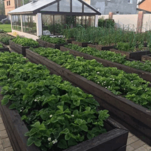 Как навоз помогает бороться с нехваткой азота в почве