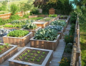 Как навоз помогает бороться с нехваткой азота в почве