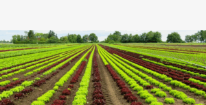 Как навоз улучшает структуру почвы