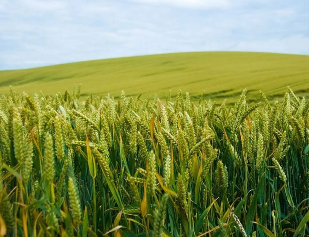 Как недостаток железа влияет на растения и как его восполнить