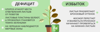 Как недостаток железа влияет на растения и как его восполнить?