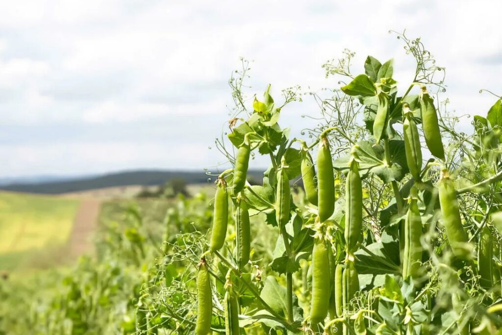 Как НПК удобрения помогают оптимизировать плодородие почвы