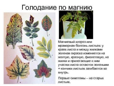 Как определить недостаток магния в почве и как его восполнить?