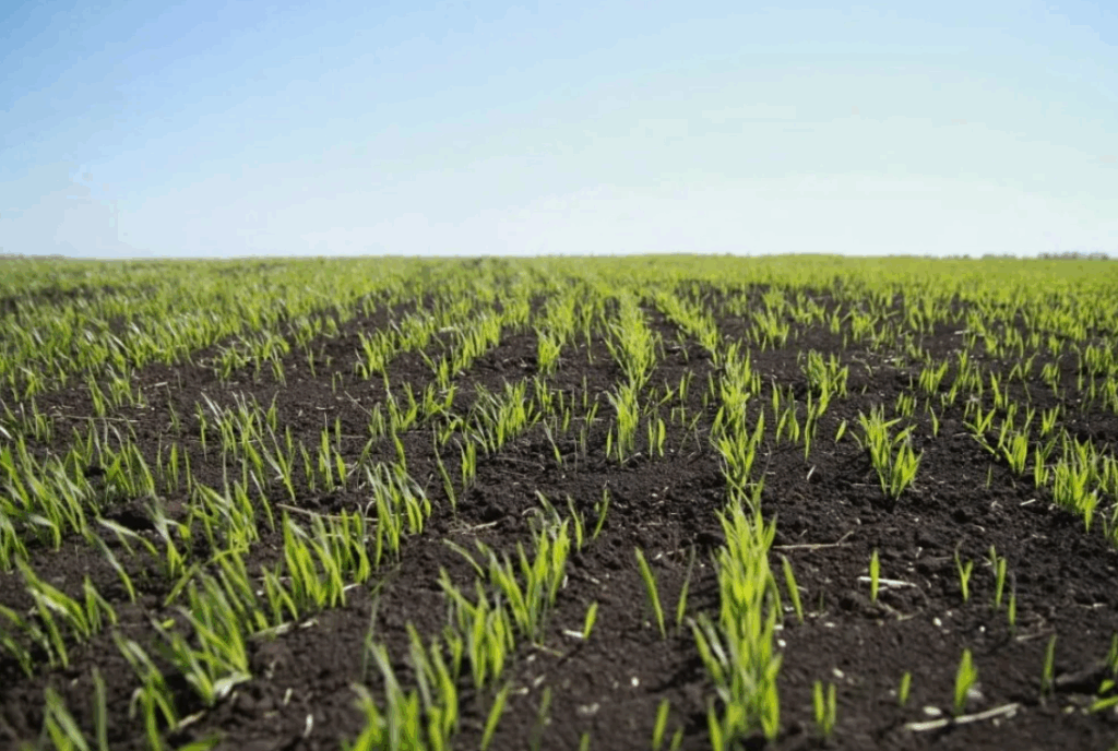 Как полив с удобрениями помогает улучшить структуру почвы и корневую систему