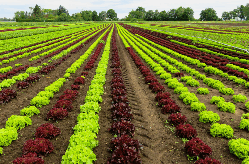 Как повысить урожайность с помощью комплексных удобрений по фазам роста