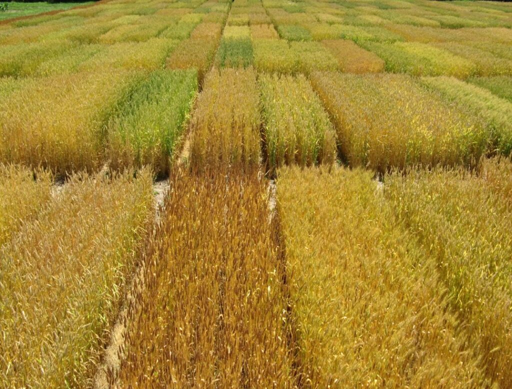 Как правильно добавлять железо в почву для максимальной эффективности