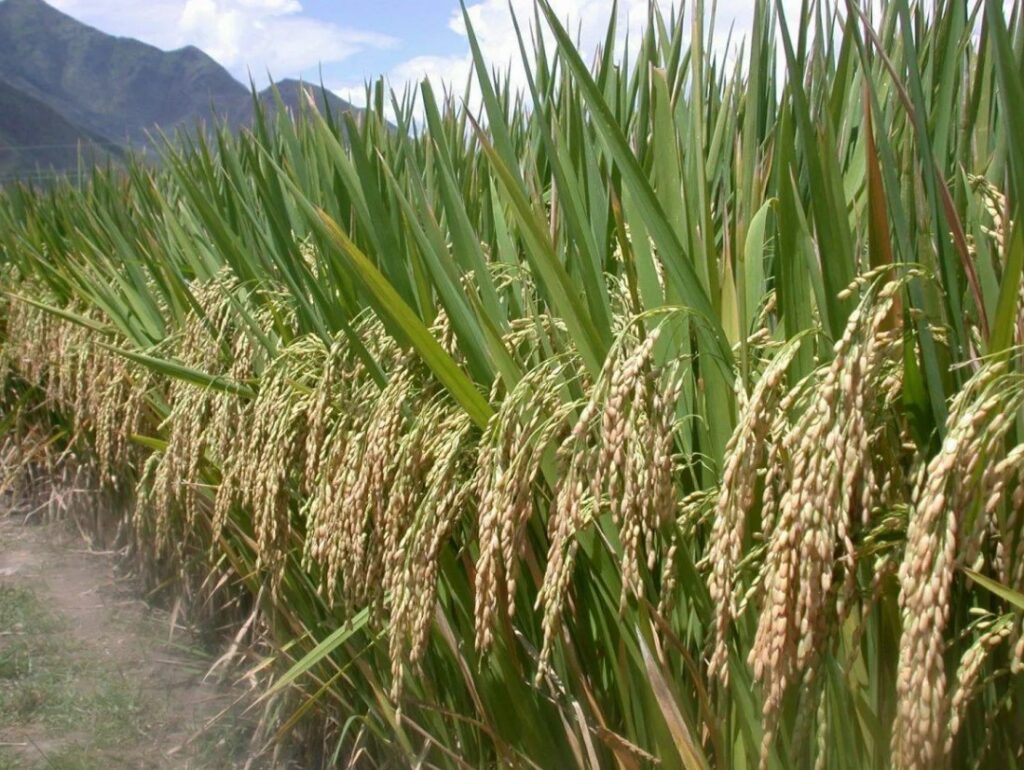 Как правильно дозировать НПК удобрения, чтобы не повредить растениям