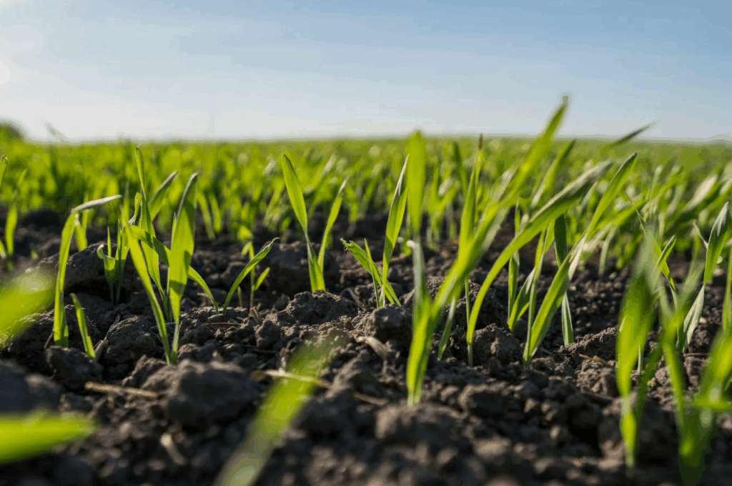 Как правильно применять черный торф