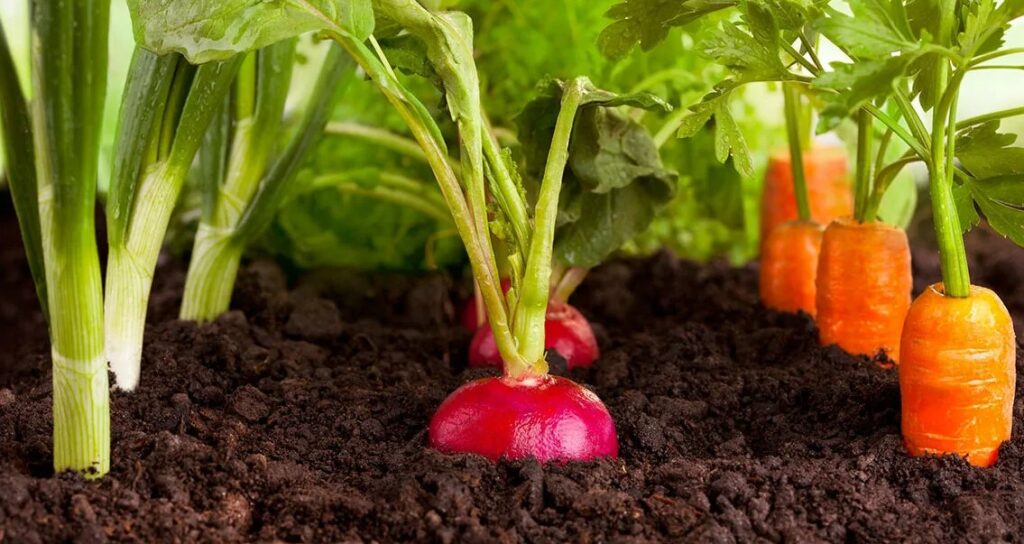 Как правильно применять моноаммонийфосфат для оптимального роста растений