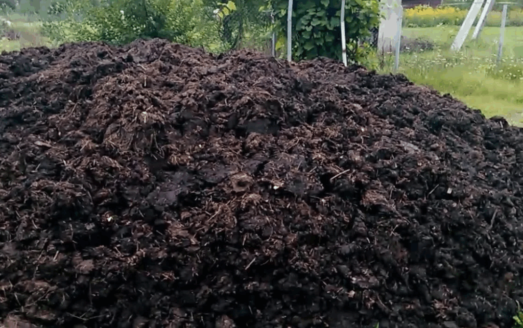 Как правильно применять свиной навоз для садоводства и огородничества