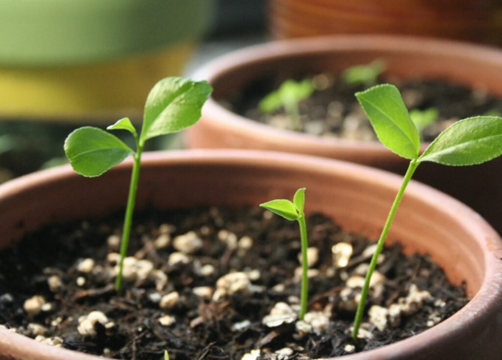 Как правильно сделать компост в домашних условиях