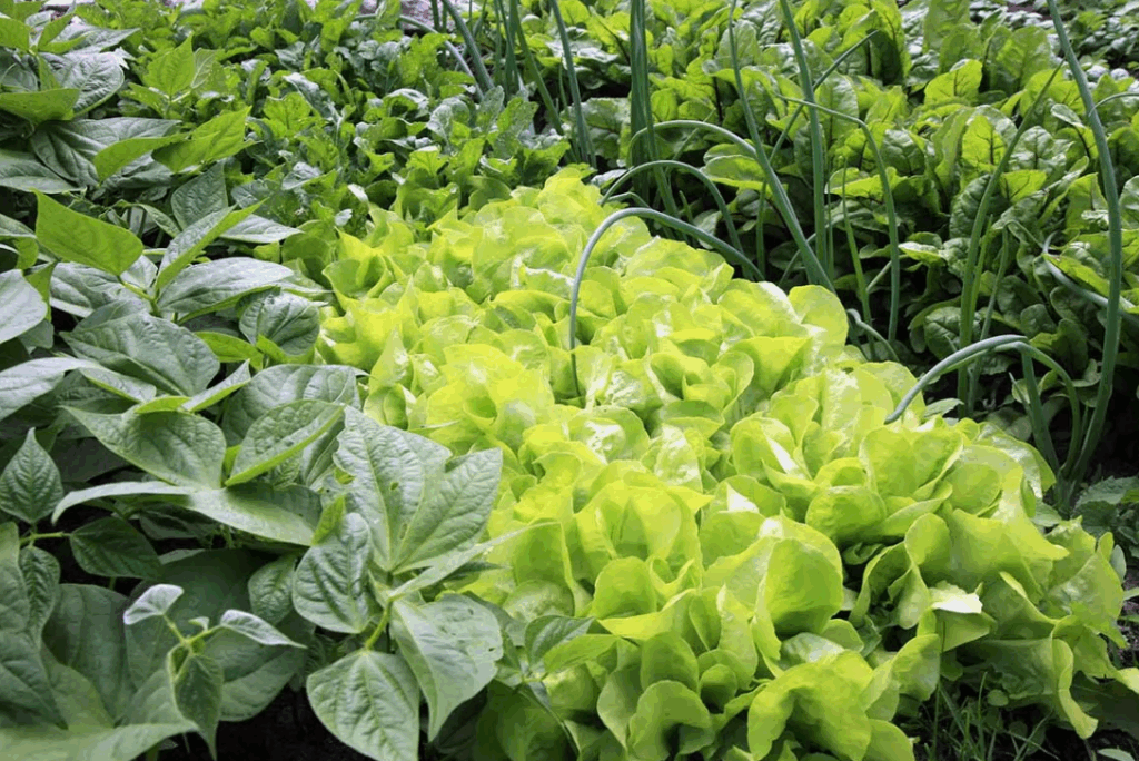 Как правильно вносить навоз, чтобы не нанести вред растениям