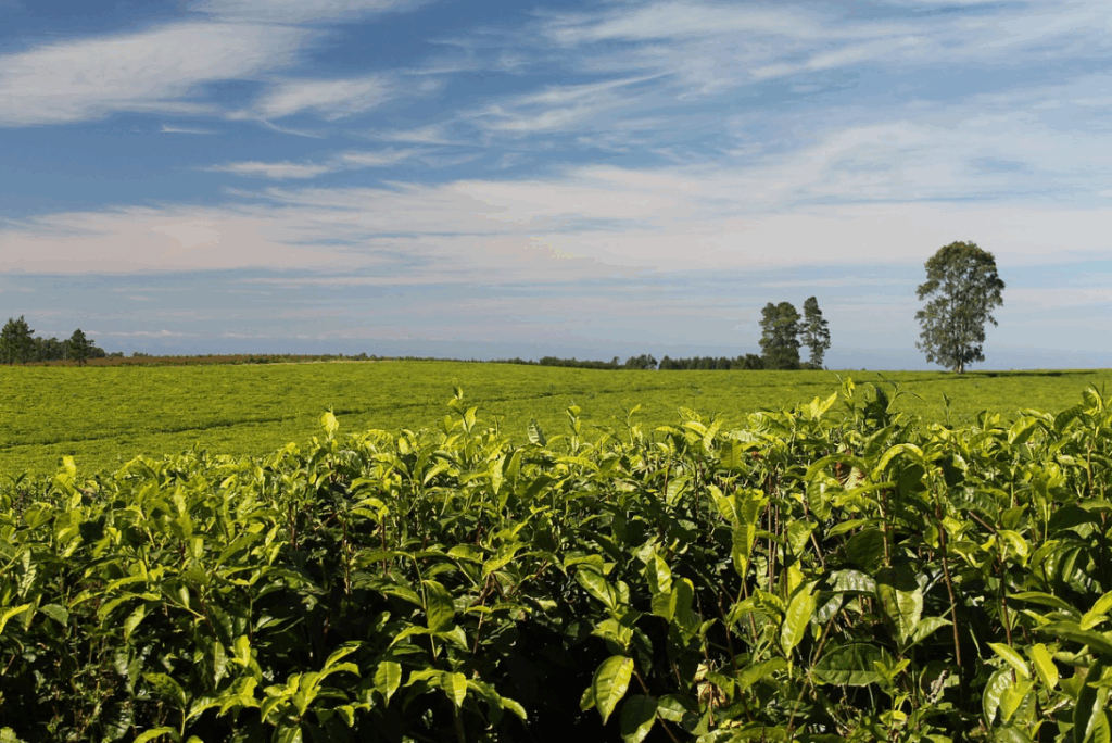 Как правильно выбрать водорастворимые удобрения для разных типов растений