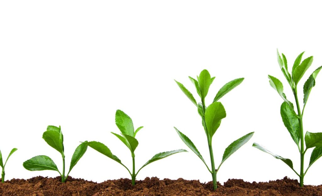 Как птичий навоз влияет на кислотность почвы и способы её регулирования