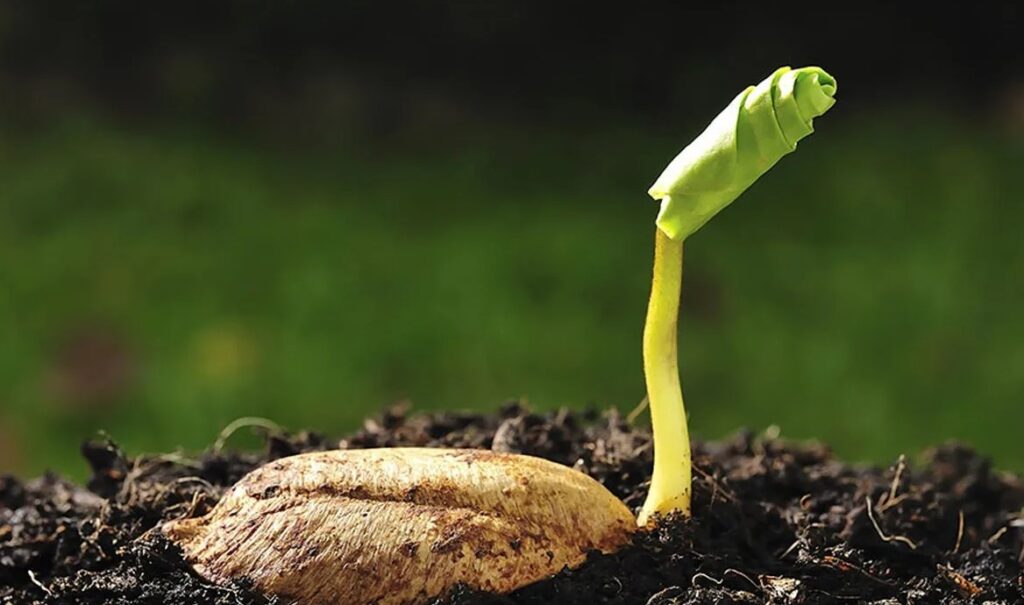 Как слабокислый торф помогает повысить плодородие почвы и улучшить её структуру