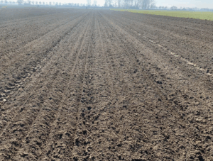 Как свиной навоз повышает устойчивость растений к болезням Как свиной навоз повышает устойчивость растений к болезням