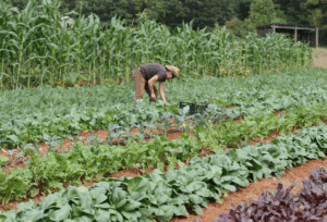 Как свиной навоз повышает устойчивость растений к болезням Как свиной навоз повышает устойчивость растений к болезням