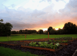 Как свиной навоз повышает устойчивость растений к болезням Как свиной навоз повышает устойчивость растений к болезням