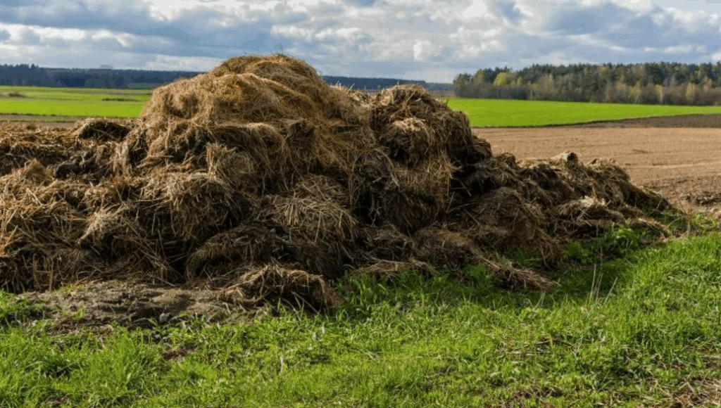 Как свиной навоз улучшает плодородие почвы и способствует росту растений