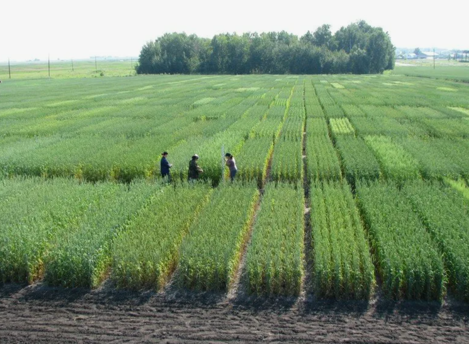 Как водорастворимые удобрения используются для эффективного внекорневого питания