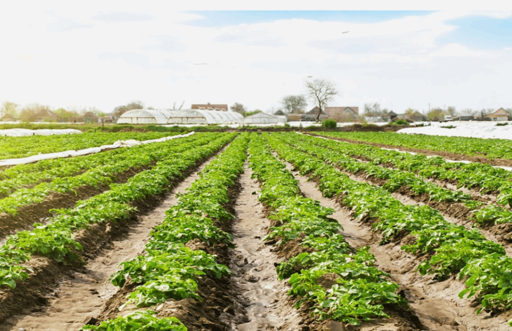 Как водорастворимые удобрения ускоряют усвоение питательных веществ