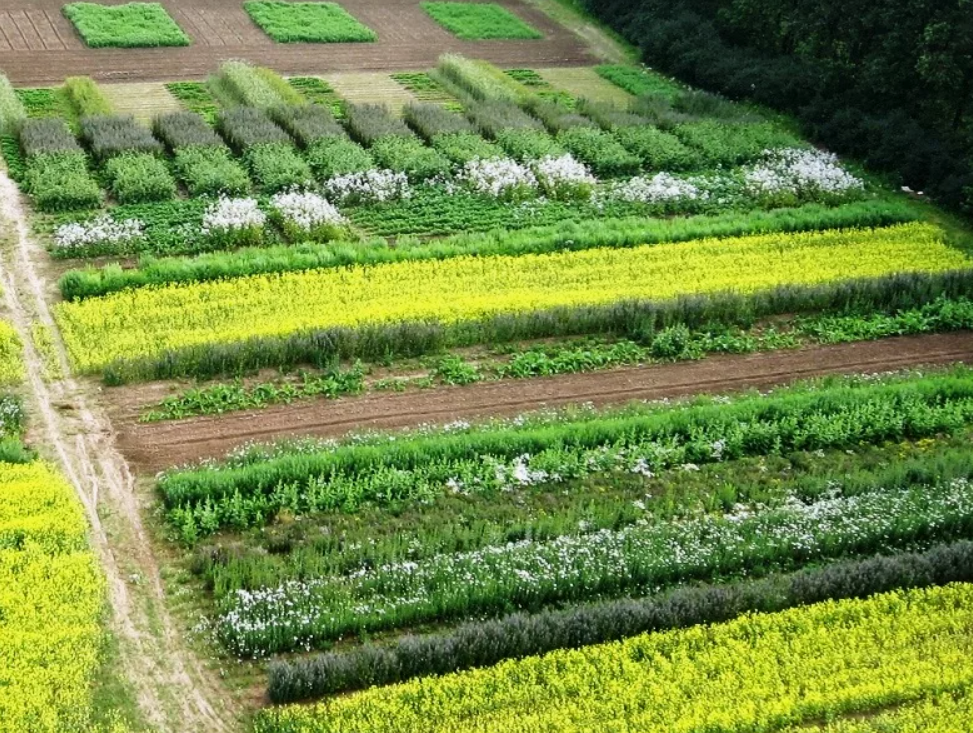 Как водорастворимые удобрения влияют на эффективность полива и рост растений