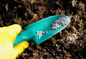 Как выбрать фосфорные удобрения для овощей и фруктов