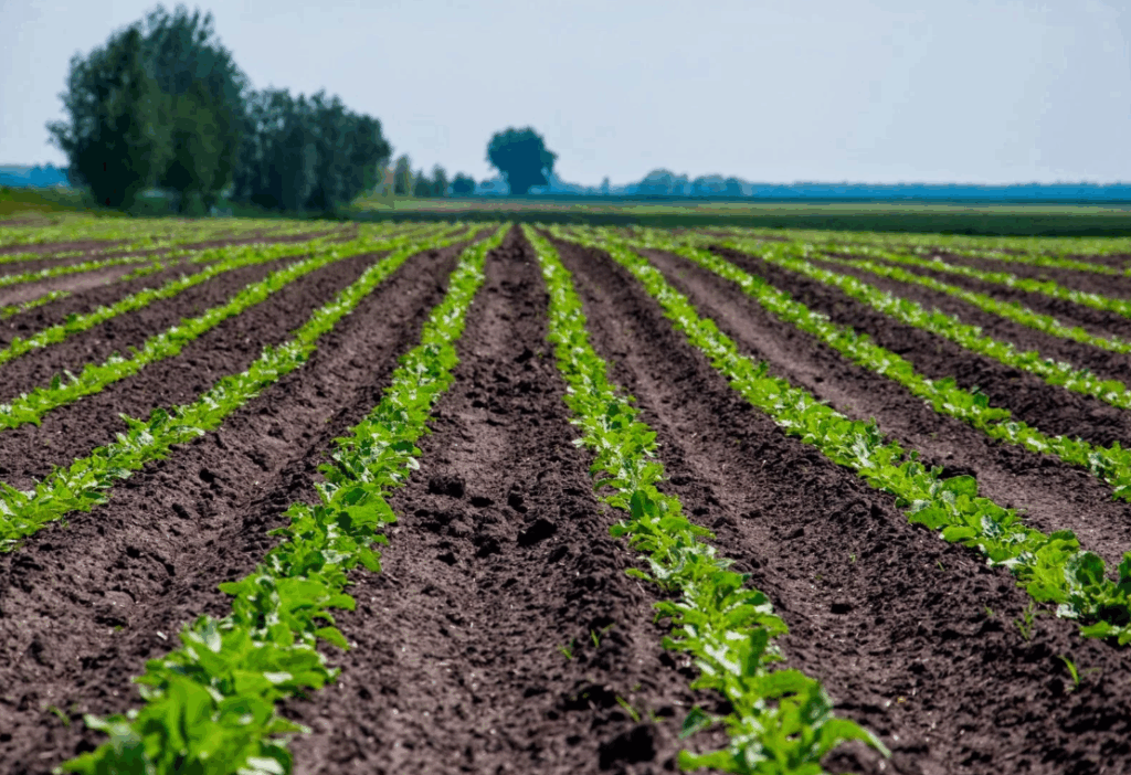 Как выбрать фосфорные удобрения для овощей и фруктов