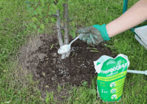 Как выбрать фосфорные удобрения для овощей и фруктов