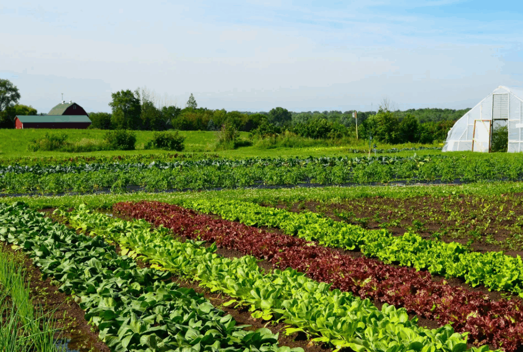 Как выбрать комплексное удобрение на каждом этапе роста растения