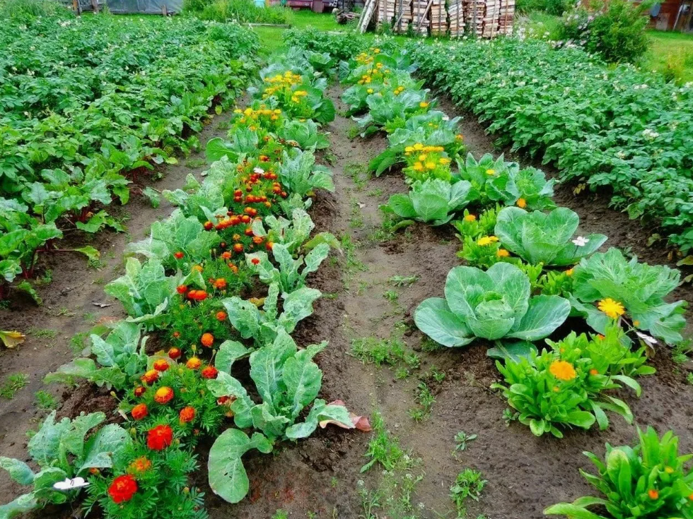 Как выбрать органические удобрения для вашего сада или огорода