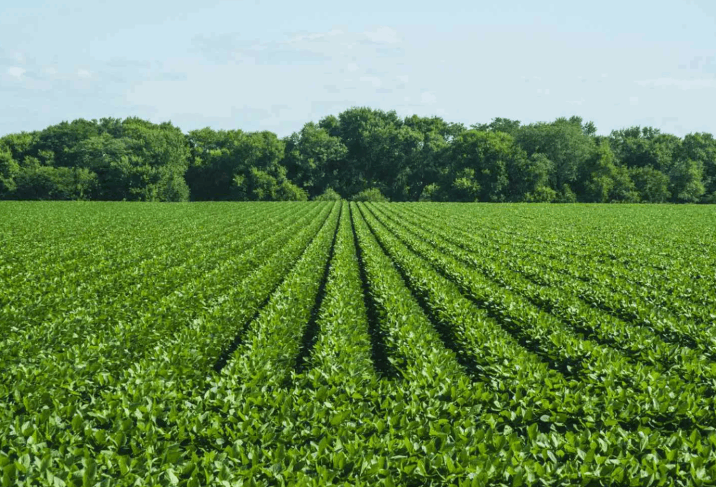 Как выбрать удобрения для полива в зависимости от типа растений