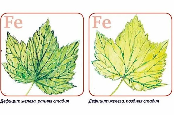 Как железо влияет на фотосинтез и развитие растений