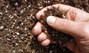 Какие фосфорные удобрения выбрать для бедных почв