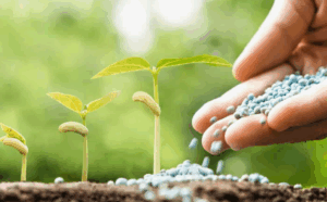 Какие микроудобрения стоит использовать для улучшения качества почвы