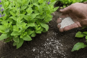 Какие микроудобрения стоит использовать для улучшения качества почвы