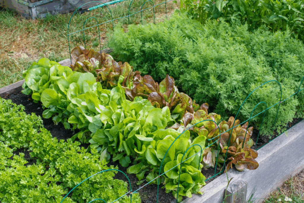 Какой навоз лучше использовать для садоводства и огородничества