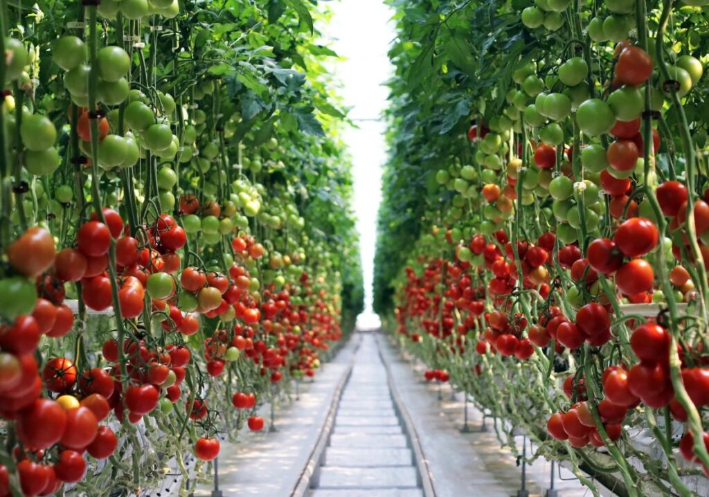 Калийная соль (KCl) - что это за удобрение и как оно помогает растениям