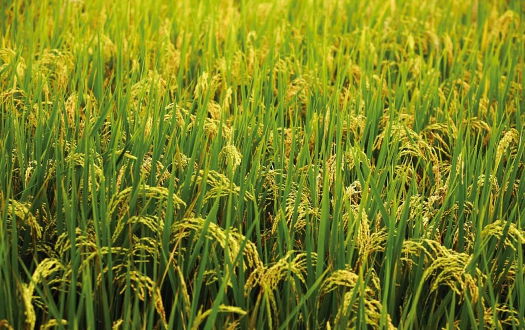 Калийная соль (KCl) - её влияние на качество плодов и овощей