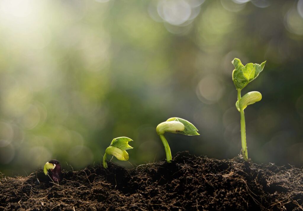 Калийная соль (KCl) - история и значение этого удобрения в агрономии