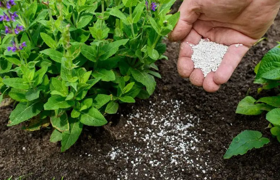 Калийные удобрения и их роль в улучшении устойчивости растений к болезням