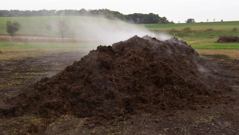 Коровий навоз - натуральное удобрение для повышения урожайности и здоровья растений.