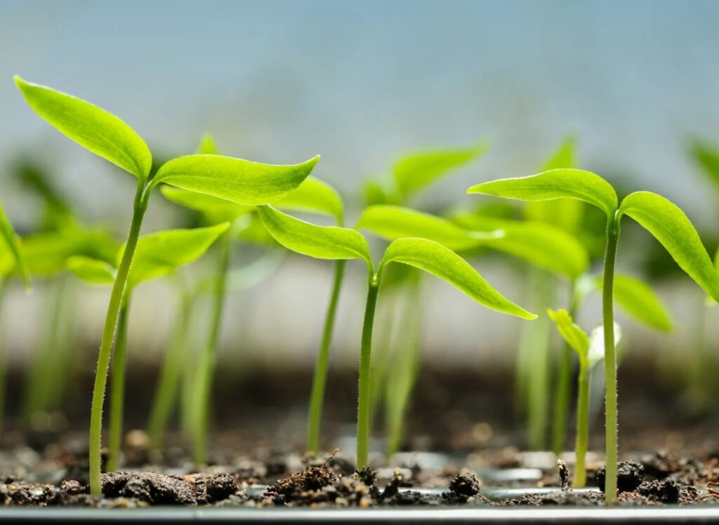 Коровий навоз в органическом земледелии - секреты правильного применения.