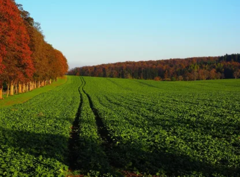 Мифы о водорастворимых удобрениях - что важно знать перед применением