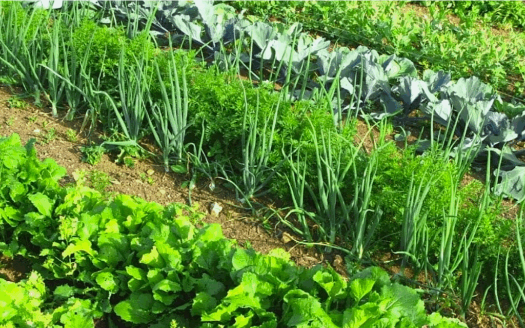 Мифы об органических удобрениях - правда и вымысел